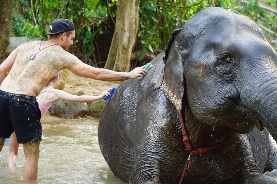 Koh Samui: Half-Day Ethical Elephant Sanctuary with Mud Spa - Guides, transport, and the pace of the day