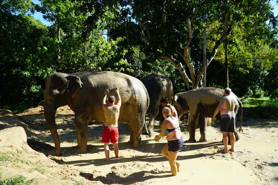 Koh Samui: Half-Day Ethical Elephant Sanctuary with Mud Spa - Preparing food and meeting the mahouts