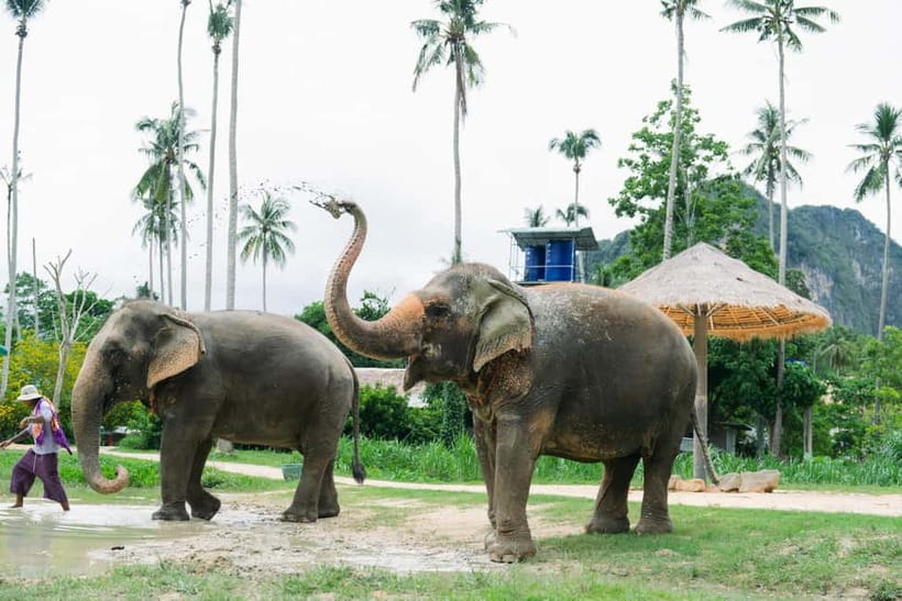 Krabi: Ao Nang Elephant Sanctuary Half-Day Tour - Key points to know before you go