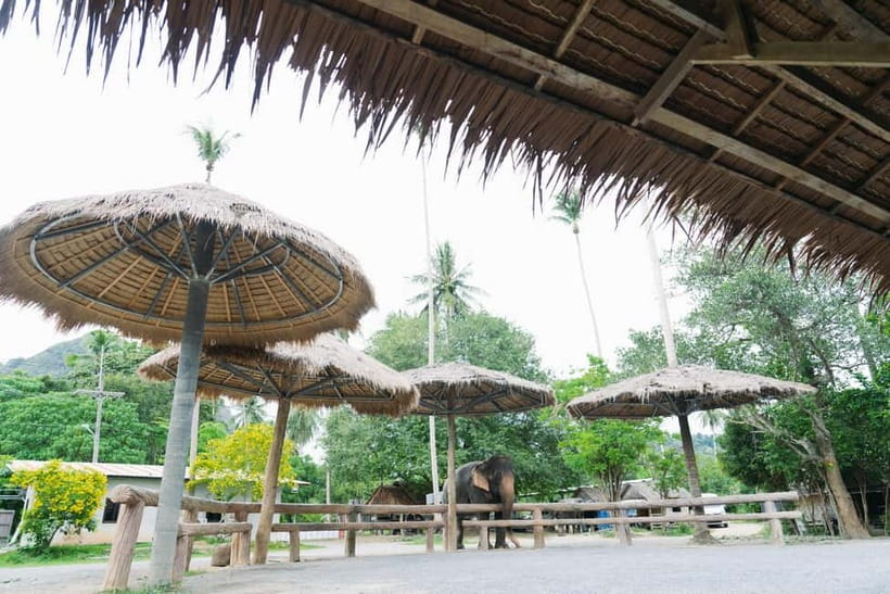 Krabi: Ao Nang Elephant Sanctuary Half-Day Tour - Why this elephant visit feels different from a show