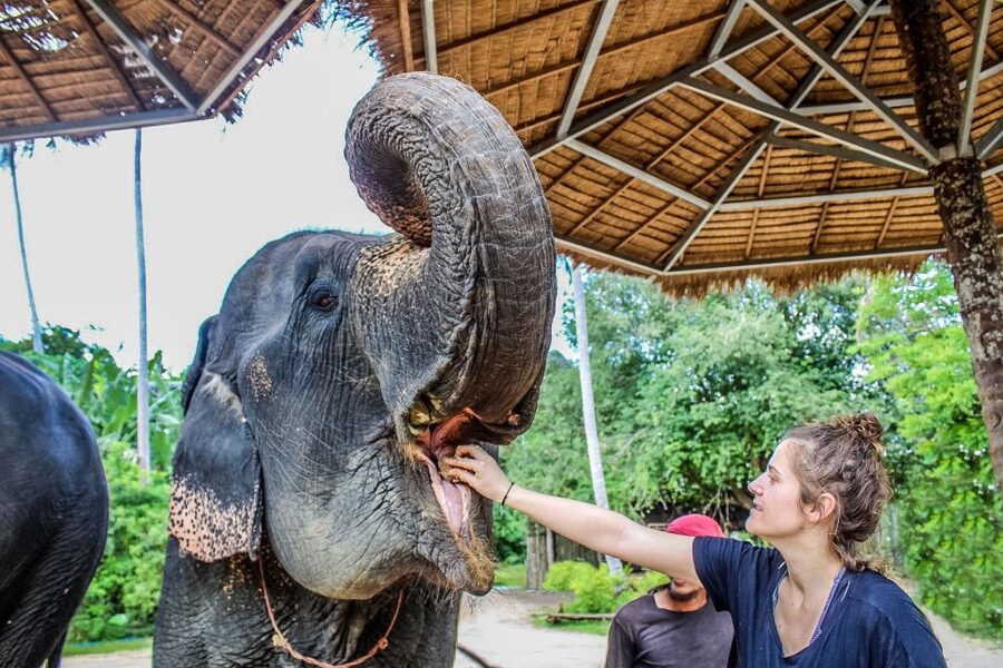 Krabi: Ao Nang Elephant Sanctuary Half-Day Tour - Meeting the elephants with bananas in hand