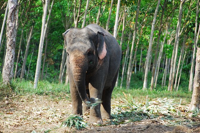Krabi Elephant Sanctuary and Emerald Pool Adventure - Key points to know before booking