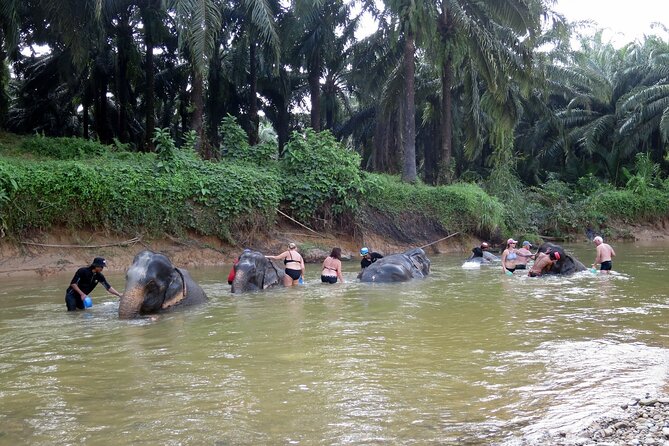 Krabi Elephant Sanctuary and Emerald Pool Adventure - Why this Krabi day trip works