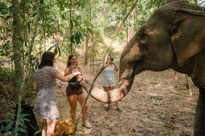 Krabi: Elephant Sanctuary (near Ao Nang) Visit - Ancient tools and the sanctuary’s welfare message