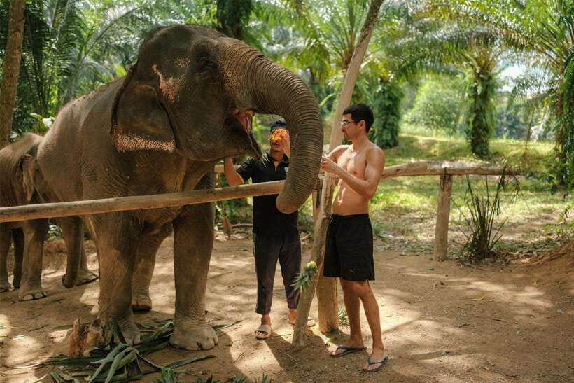 Krabi: Elephant Sanctuary (near Ao Nang) Visit - Meeting the elephants near Ao Nang