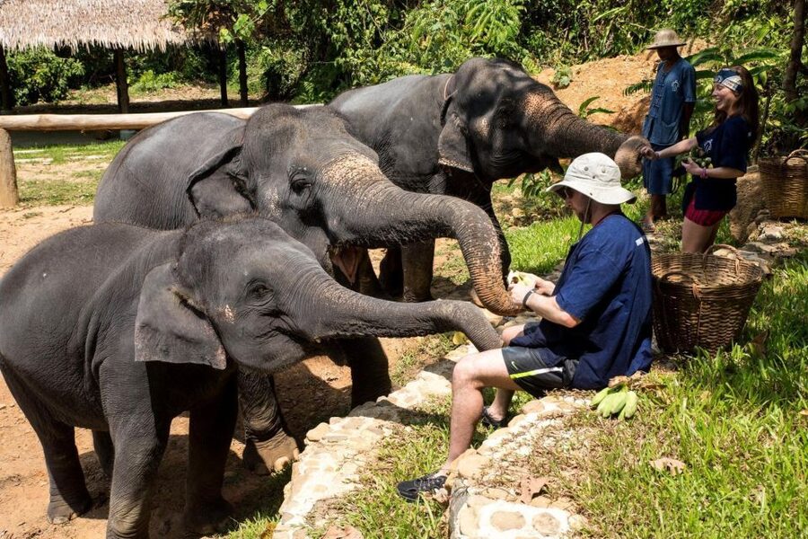 Krabi: Ethical Elephant Sanctuary Experience - Walking beside an elephant through the jungle