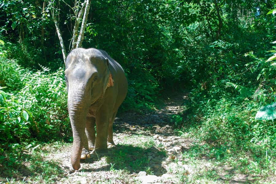 Krabi: Ethical Elephant Sanctuary Experience - The rock pool and the ethics of bathing