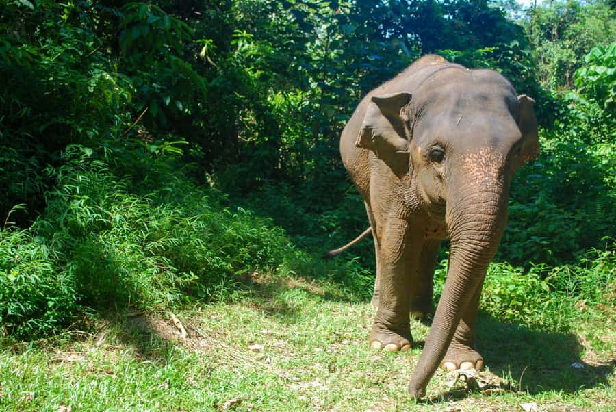 Krabi: Ethical Elephant Sanctuary Experience - Thai lunch after the morning’s work