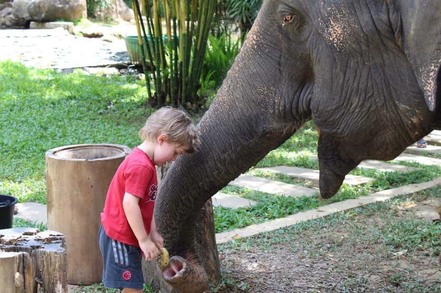 Krabi: Ethical Elephant Sanctuary Experience - What the $112 price includes