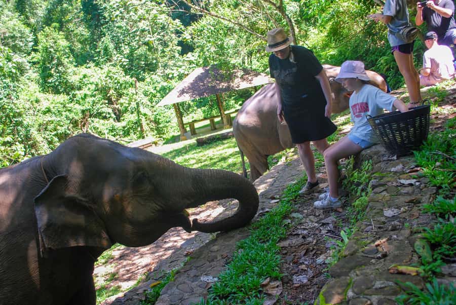 Krabi: Ethical Elephant Sanctuary Experience - Who should book this elephant experience?
