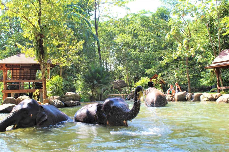 Krabi: Ethical Elephant Sanctuary Experience - From hotel pickup to the welcome drink