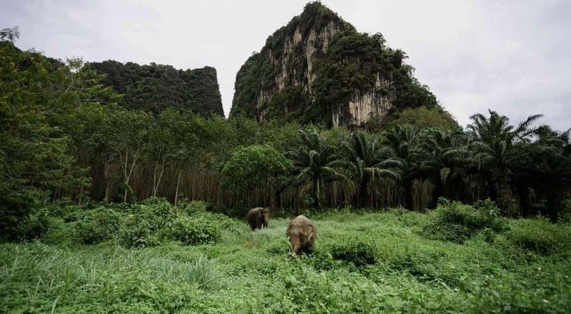Krabi: Ethical Elephant Sanctuary & Tiger Cave Temple Tour - What the ethical approach means for you