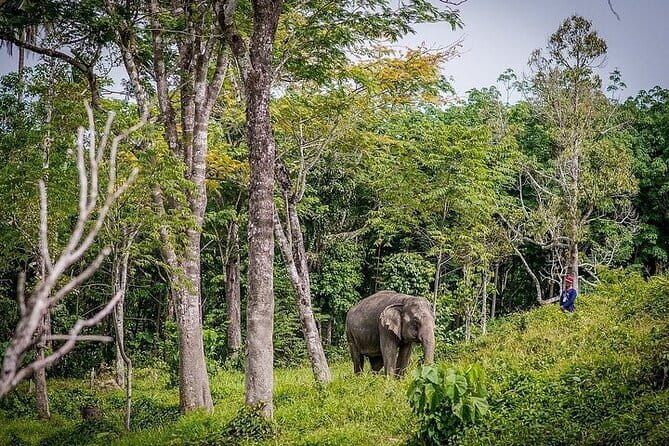 Krabi Immersive Elephant Sanctuary Experience - Feeding Takes Center Stage