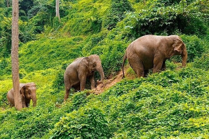 Krabi Immersive Elephant Sanctuary Experience - Thai Lunch After the Elephant Visit