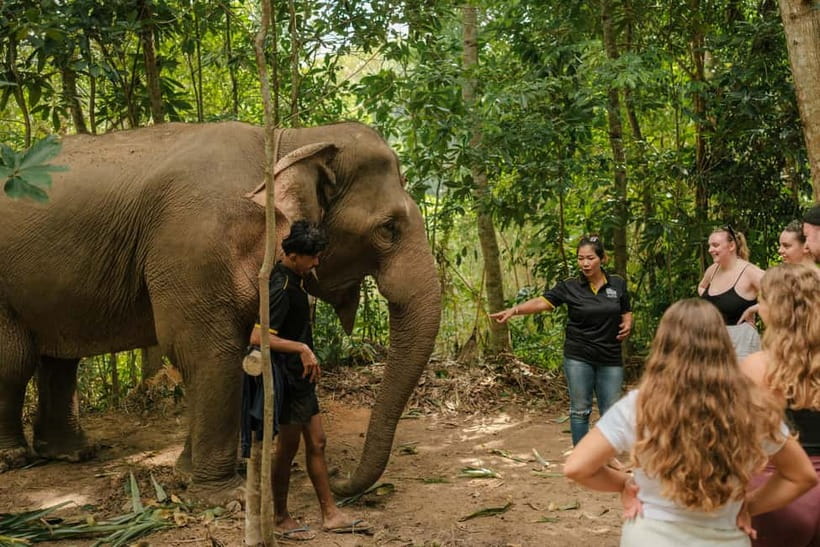 Krabi: Love Elephant Sanctuary Tour - Preparing fruit and feeding the elephants