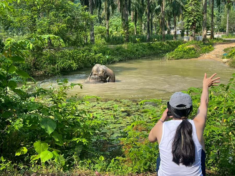 Krabi: Observation-Only Elephant Sanctuary 2hrs Mini Moments - Why the hands-off format matters in Krabi