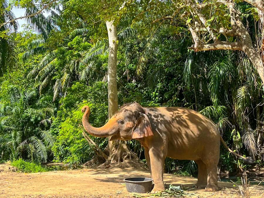 Krabi: Observation-Only Elephant Sanctuary 2hrs Mini Moments - Feeding bananas and sugar cane from a tray