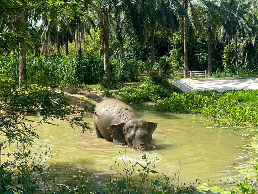 Krabi: Observation-Only Elephant Sanctuary 2hrs Mini Moments - Walking with elephants without chasing the moment