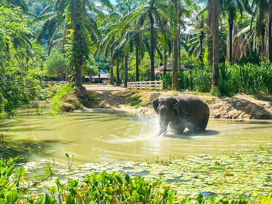 Krabi: Observation-Only Elephant Sanctuary 2hrs Mini Moments - Painting a fabric bag in the shade