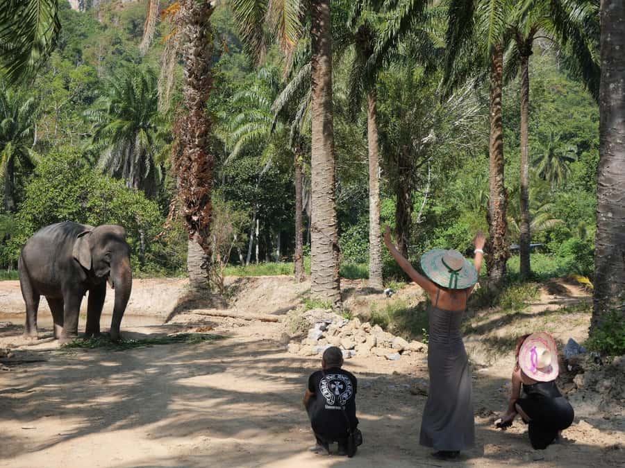 Krabi: Observation-Only Elephant Sanctuary 2hrs Mini Moments - Is $68 a fair price?