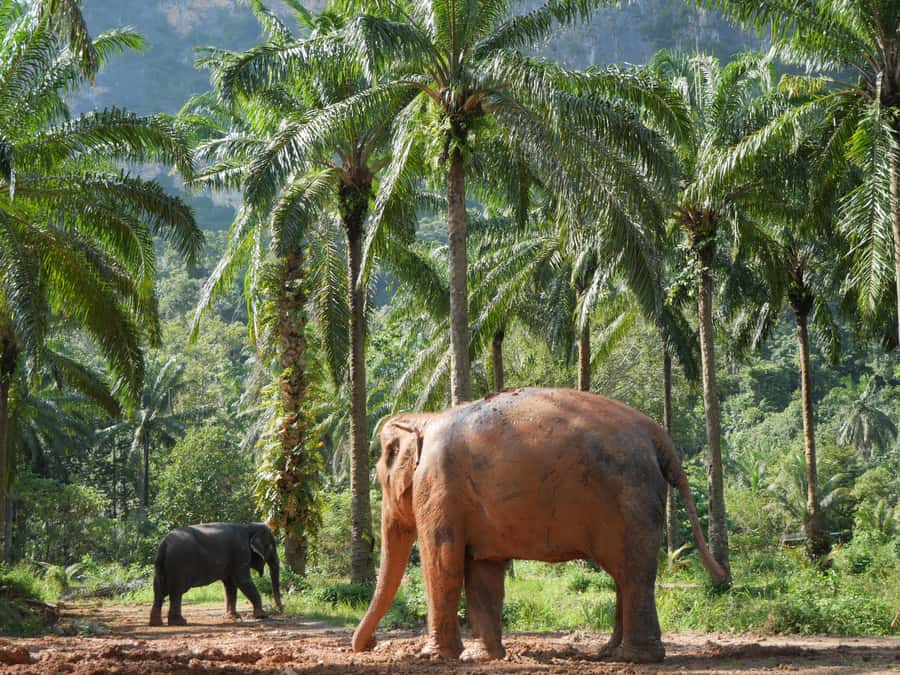 Krabi: Observation-Only Elephant Sanctuary 2hrs Mini Moments - Practical details to handle before you go