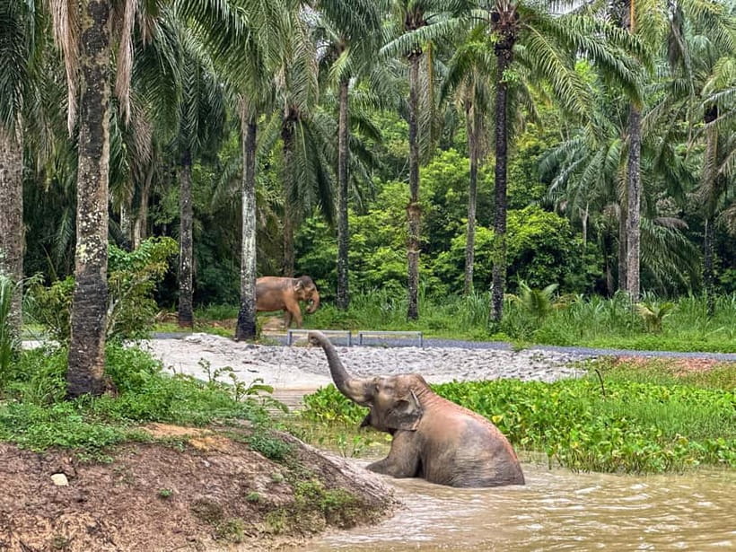 Krabi: Observation-Only Elephant Sanctuary Half-Day & Meal - Key points to know before booking