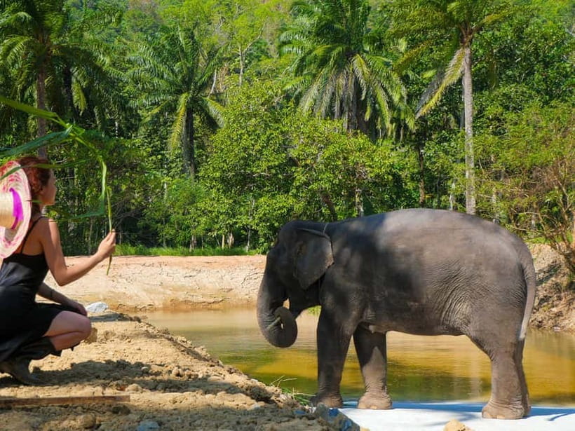 Krabi: Observation-Only Elephant Sanctuary Half-Day & Meal - Is the $90 price good value?