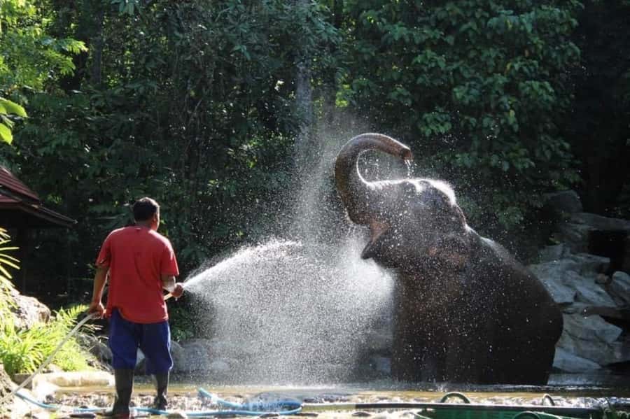 Krabi: Unique Dawn Ethical Elephant Sanctuary Experience - Key points before you book