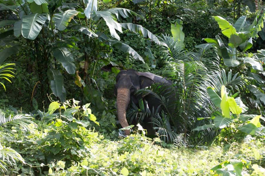 Krabi: Unique Dawn Ethical Elephant Sanctuary Experience - Bathing at the rock pool