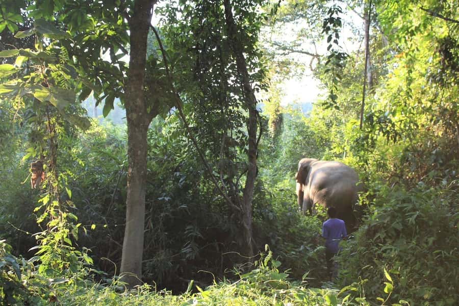 Krabi: Unique Dawn Ethical Elephant Sanctuary Experience - Seeing the health check and keeper routine