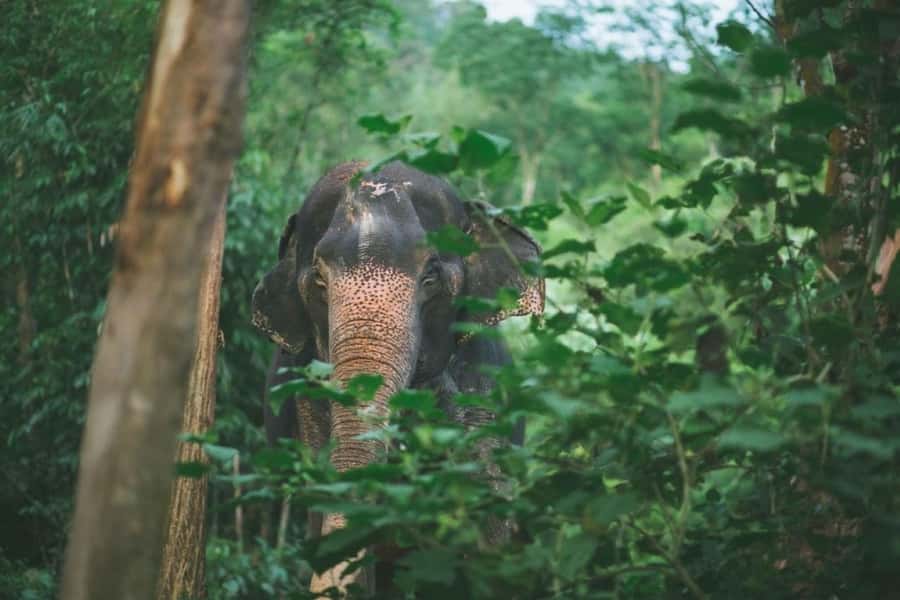 Krabi: Unique Dawn Ethical Elephant Sanctuary Experience - The ethical question, handled with care