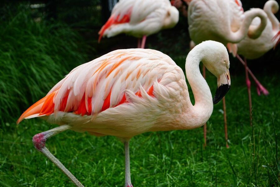 Krakow: Zoo Tour with Private Transport and Tickets - Key points to know before booking