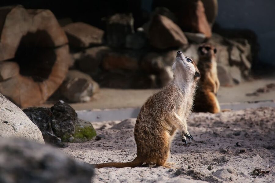 Krakow: Zoo Tour with Private Transport and Tickets - Entering Krakow Zoo with skip-the-line access
