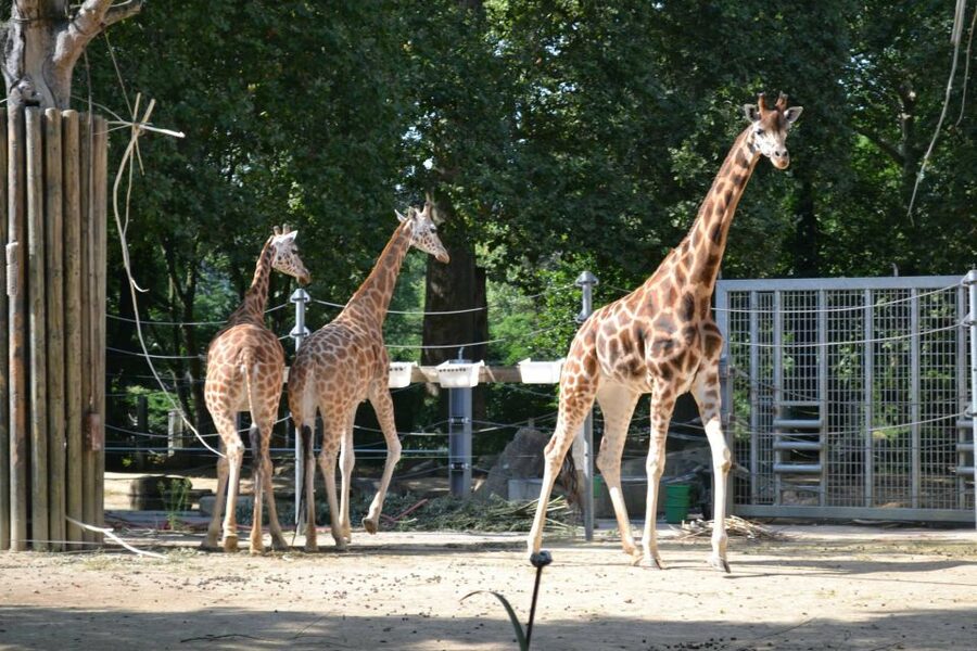Krakow: Zoo Tour with Private Transport and Tickets - Who will enjoy this Krakow Zoo outing