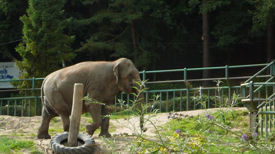 Krakow: Zoo Tour with Private Transport and Tickets - The pickup from your Krakow accommodation