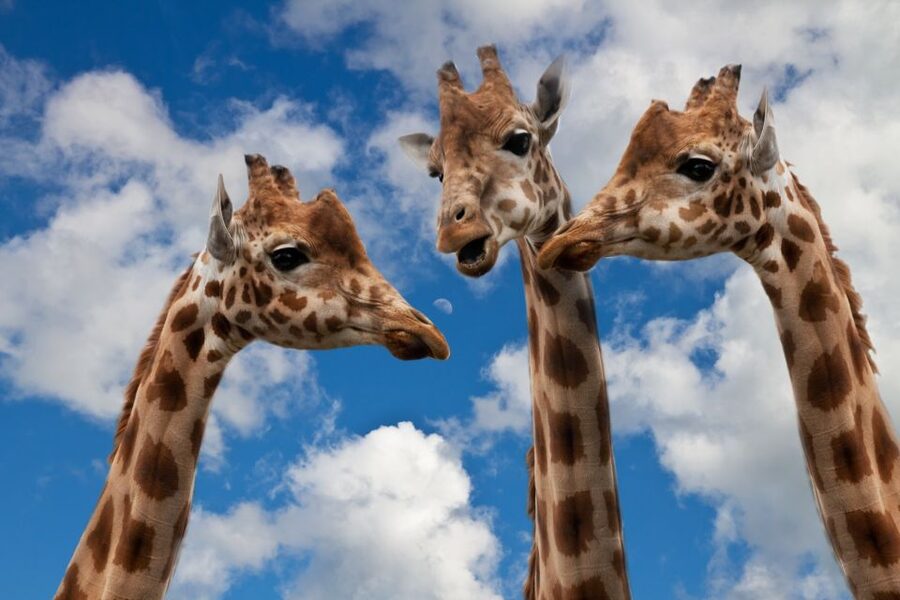 Krakow: Zoo Visit with Hotel Pickup & Drop-Off - The Mini ZOO and family appeal
