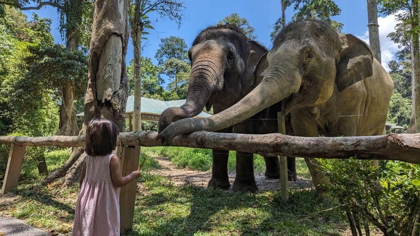 Kuala Lumpur: Batu Caves & Kuala Gandah Elephant Sanctuary - The 30-minute drive is easy, but the day is tightly packed