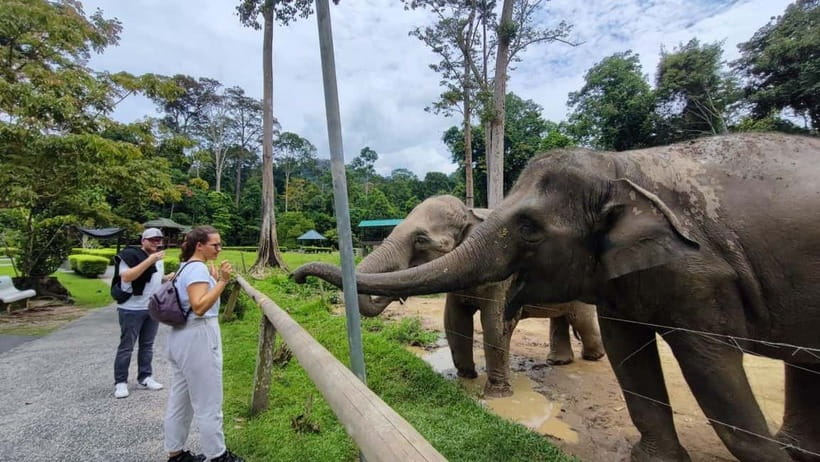 Kuala Lumpur: Batu Caves & Kuala Gandah Elephant Sanctuary - Kuala Gandah gives the day its strongest purpose