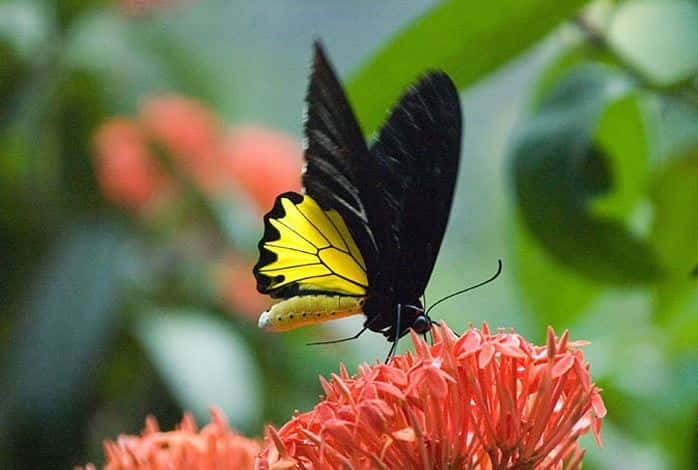 Kuala Lumpur: Bird Park, Butterfly & Garden Private Tour - Key points to know before booking