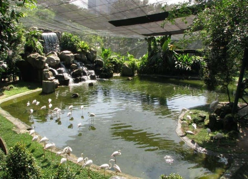 Kuala Lumpur: Bird Park, Butterfly & Garden Private Tour - Why this four-hour nature tour works in Kuala Lumpur