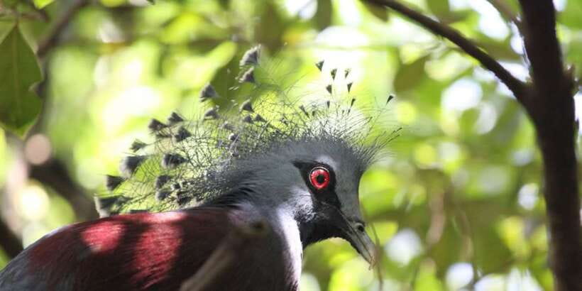 Kuala Lumpur: Bird Park, Butterfly & Garden Private Tour - What the driver-guide service is really like