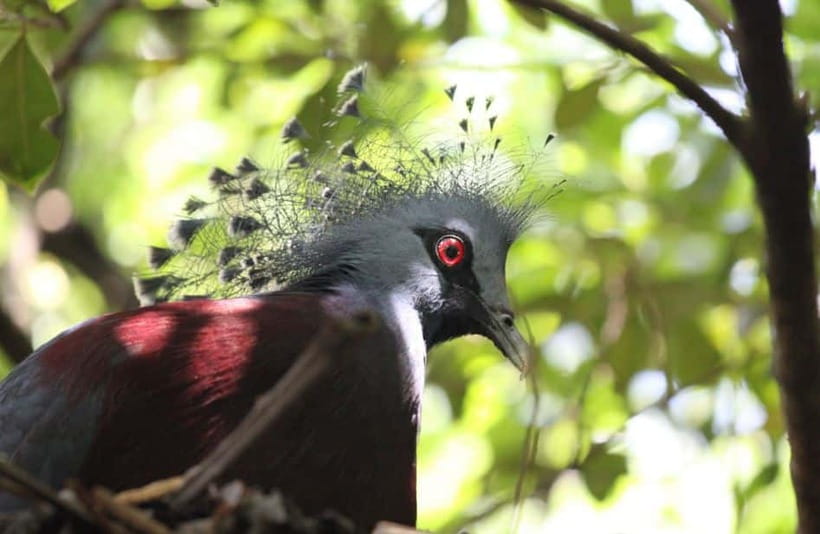 Kuala Lumpur: Bird Park, Butterfly & Garden Private Tour - Timing, heat, and how to pace the visit