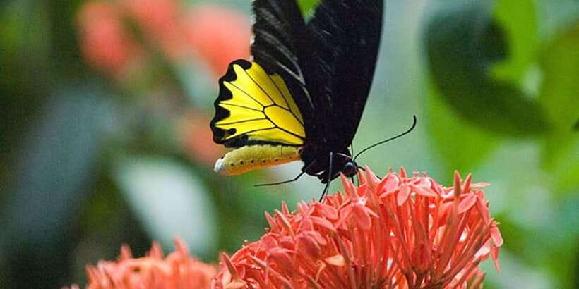 Kuala Lumpur: Bird Park, Butterfly & Garden Private Tour - Should you book this Kuala Lumpur nature tour?