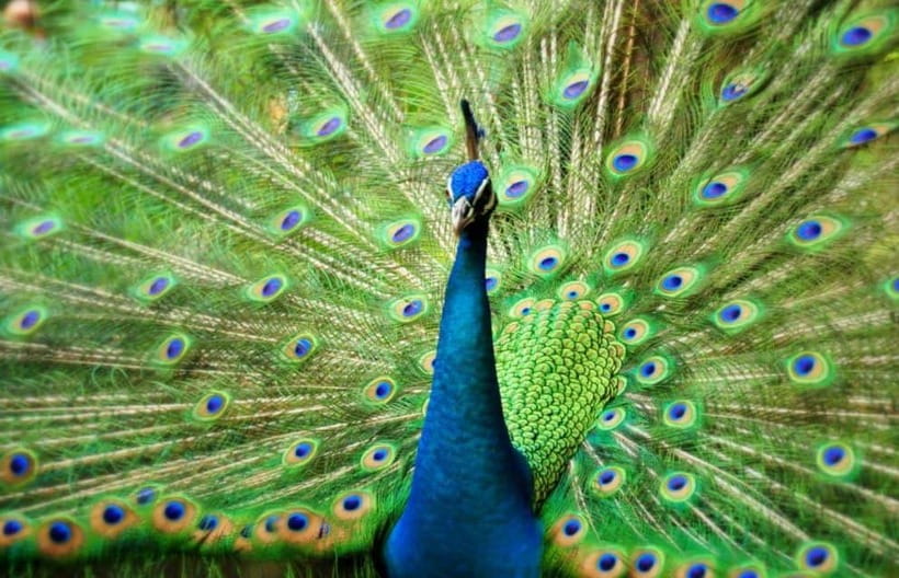 Kuala Lumpur: Bird Park, Butterfly & Garden Private Tour - Entering KL Bird Park’s open aviaries