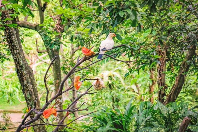 Kuala Lumpur: Bird Park Day Ticket & 1-Way Transfer - Free-flying birds in Kuala Lumpur’s Lake Gardens
