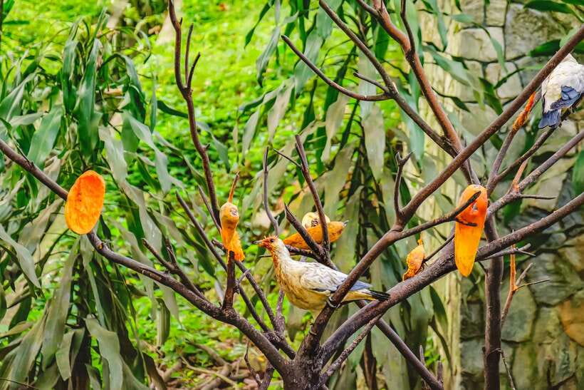 Kuala Lumpur: Bird Park Day Ticket & 1-Way Transfer - What your visit can look like inside the four zones