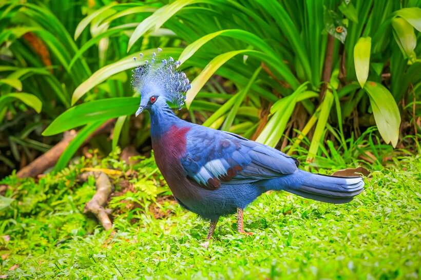 Kuala Lumpur: Bird Park Day Ticket & 1-Way Transfer - The one-way transfer, and what it really saves you