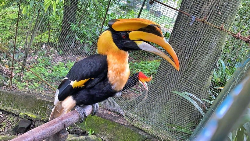 Kuala Lumpur: Bird Park Day Ticket & 1-Way Transfer - Practical timing inside the park