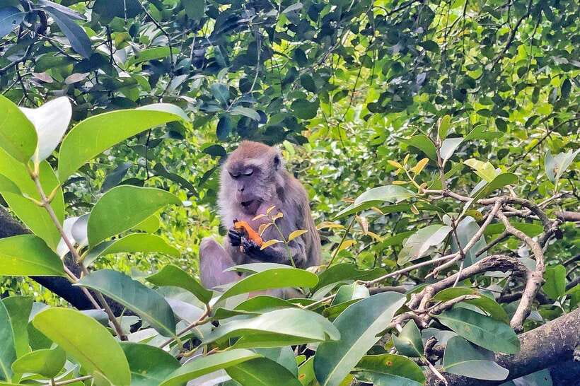 Kuala Lumpur: Bird Park Day Ticket & 1-Way Transfer - Small rules that affect your day