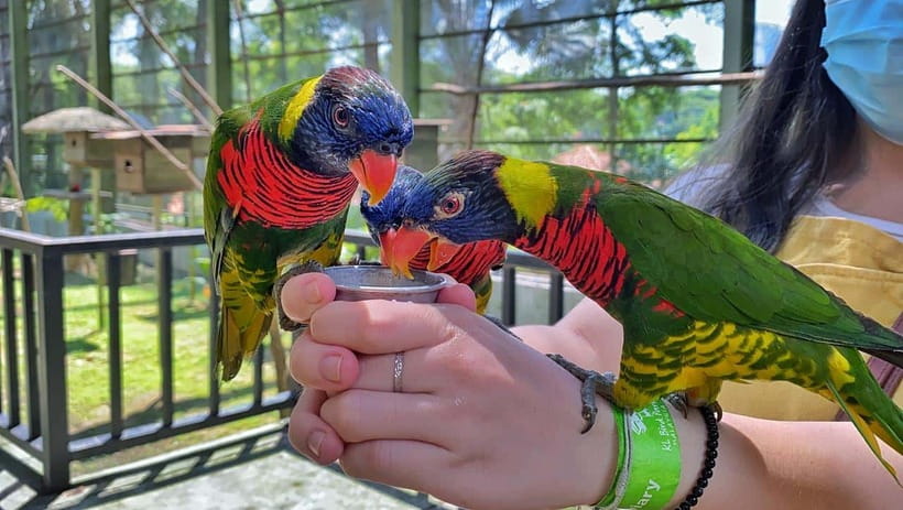 Kuala Lumpur: Bird Park Day Ticket & 1-Way Transfer - Who should book this bird park visit?